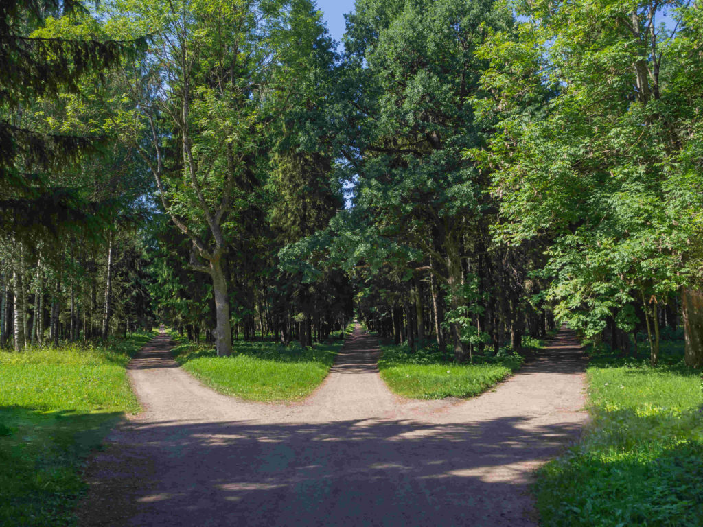 Three pathways to choose from in a forest