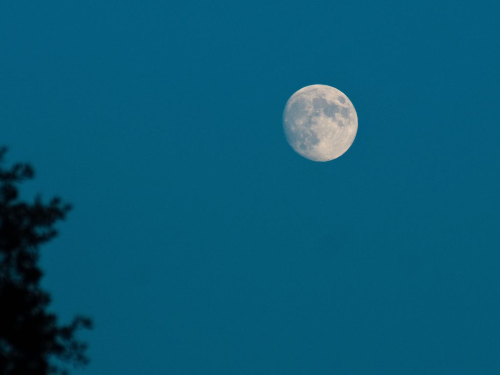 Night sky with tree and moon.