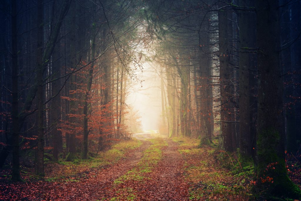 Pathway through trees toward light