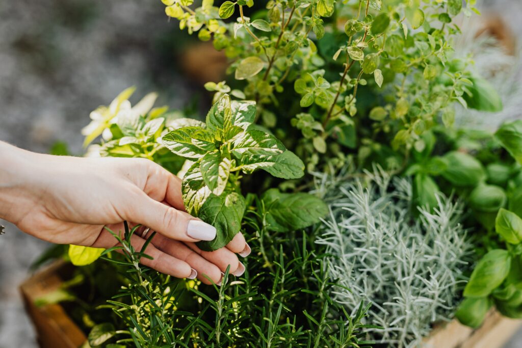 Herbal milk suppressants in a planter box.