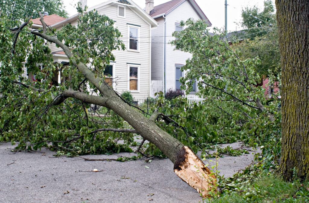 Downed tree in front of homes during an emergency.